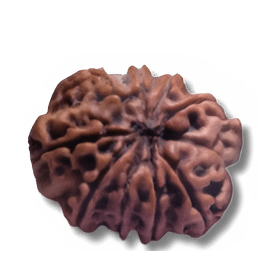 nine faced Rudraksha, 9 mukhi rudraksha, nine mukhi rudraksha, Nav Mukhi Rudraksha, Nine Faces Rudraksha